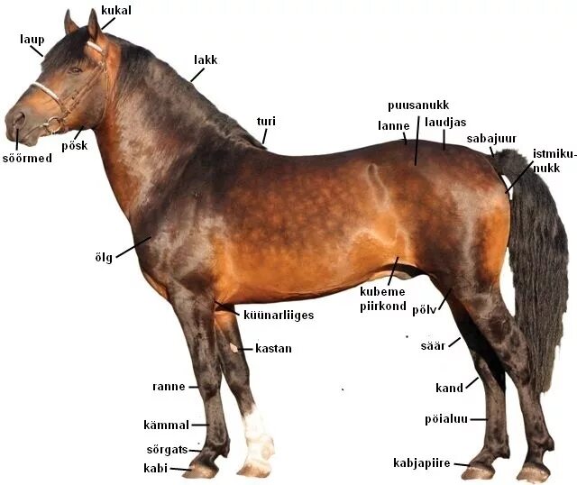 Как называется профессия где лошади. Части тела лошади. Части лошади названия. Части тела лошади названия. Анатомия лошади части тела.