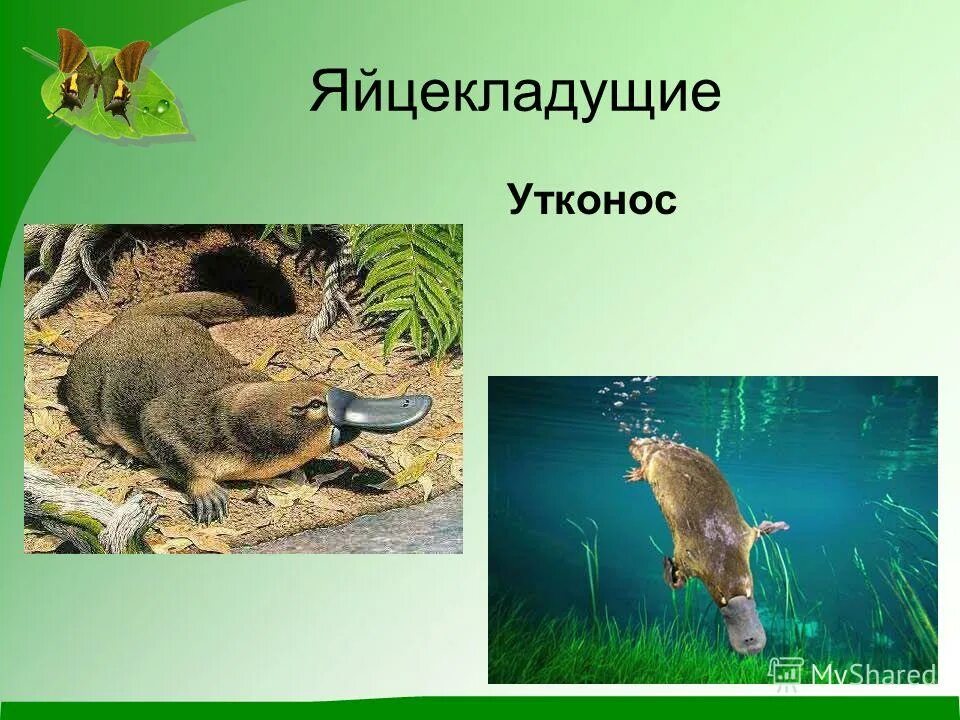 утконос яйцекладущие млекопитающие. первозвери яйцекладущие. утконос и ехидна яйцекладущие млекопитающие. утконос ехидна и проехидна. первозвери яйцекладущие.