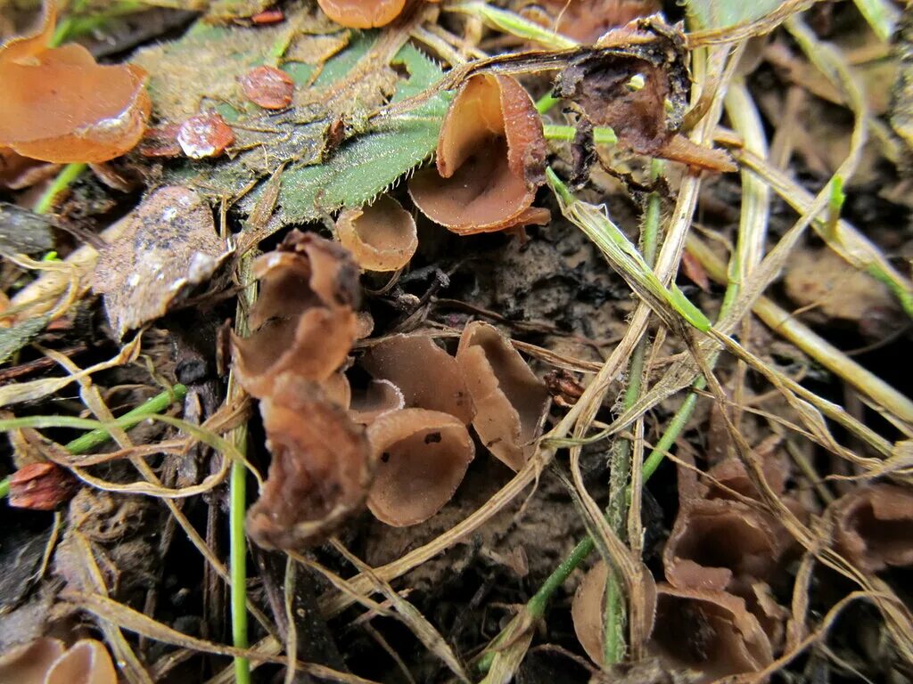 Первый гриб весной название. Весенние грибы. Ранние грибы весной. Весенние грибы съедобные в апреле. Первые грибы весной название.