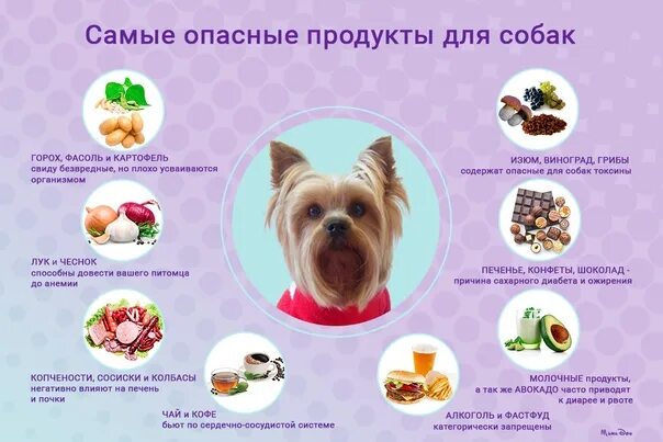 Можно собаке давать фрукты. Список запрещенных продуктов для собак. Какие продукты нельзя давать собакам. Запрещенные продукты для собак. Вредные продукты для собак.