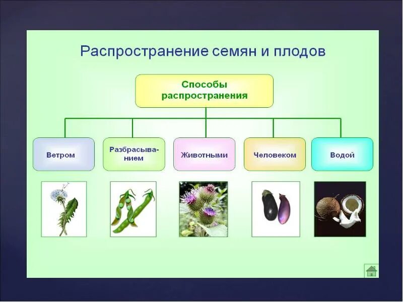 Распространение плодов. Распространение плодов и семян. Типы распространения плодов и семян. Распространение семян у растений. Значения плодов и семян в природе