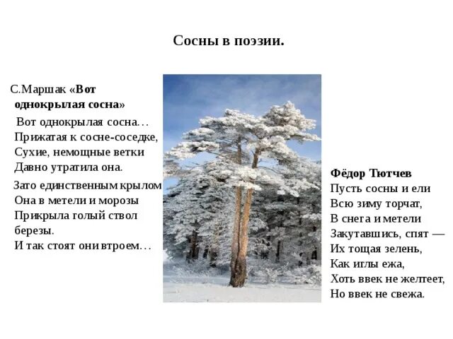 Текст про сосну. Стих про сосну. Стихи про сосны зимой. Стих про сосну для детей. Сообщение о сосне.