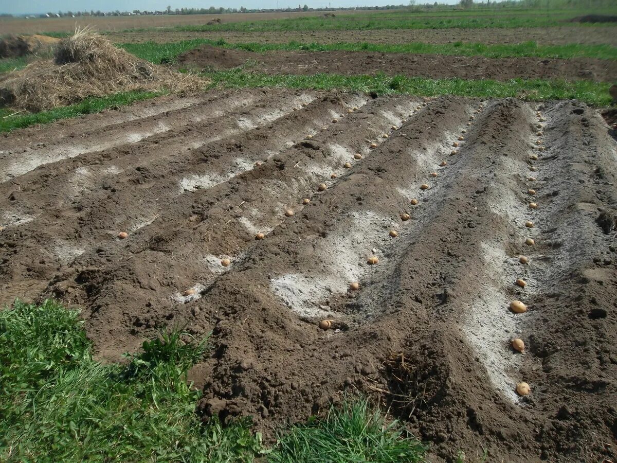 Посадка картофеля. Способы посадки картофеля. Посадка картофеля в гребни. Технология посадки картошки.