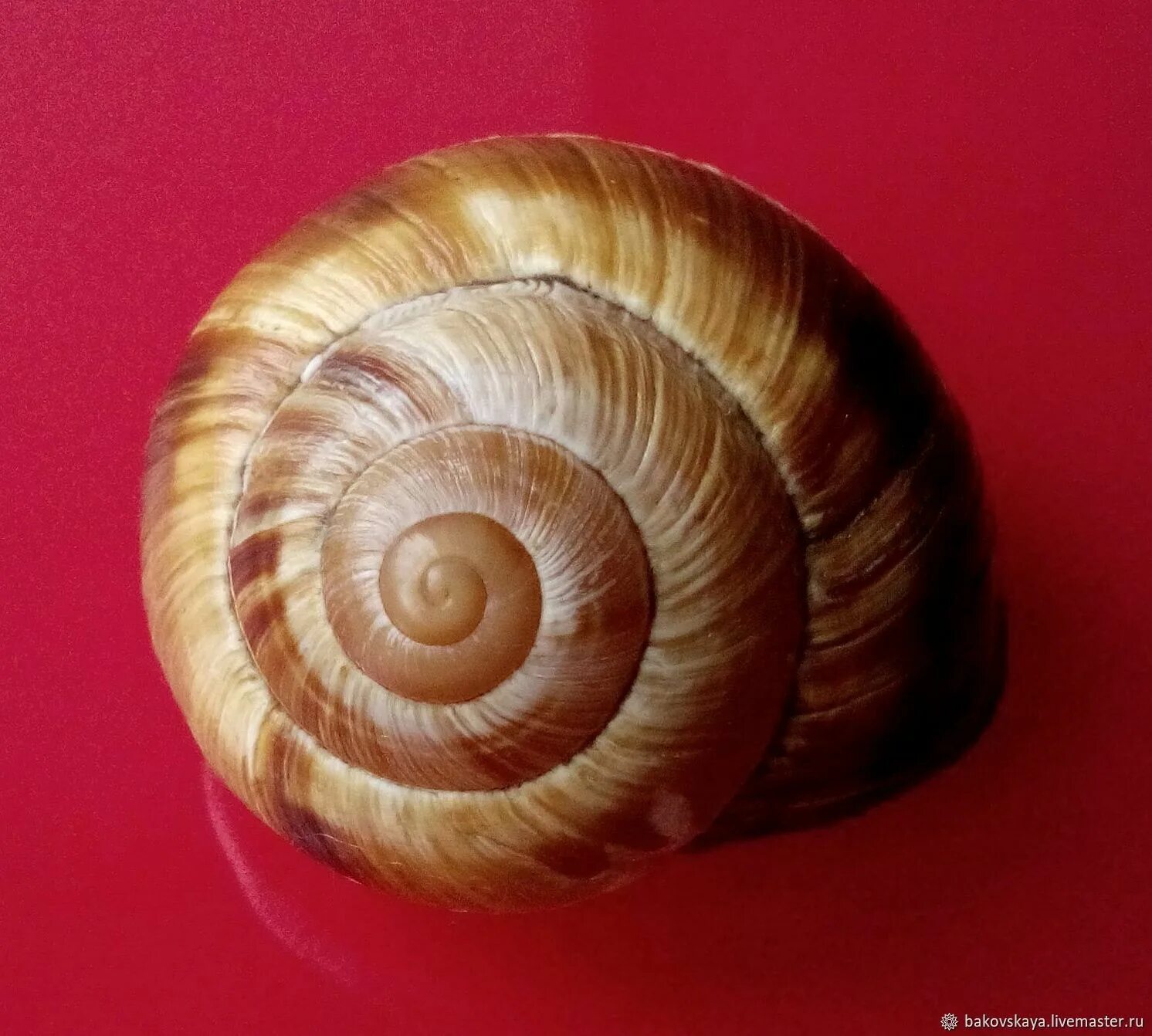 Панцирь черепахи и раковина улитки является примером. Улитка priotrohatella stellata. ракушка митра улитка. плоскоспиральная раковина улитка. спиралевидные раковины улиток моллюсков.