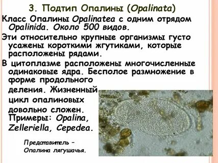 Крупнейшие организмы