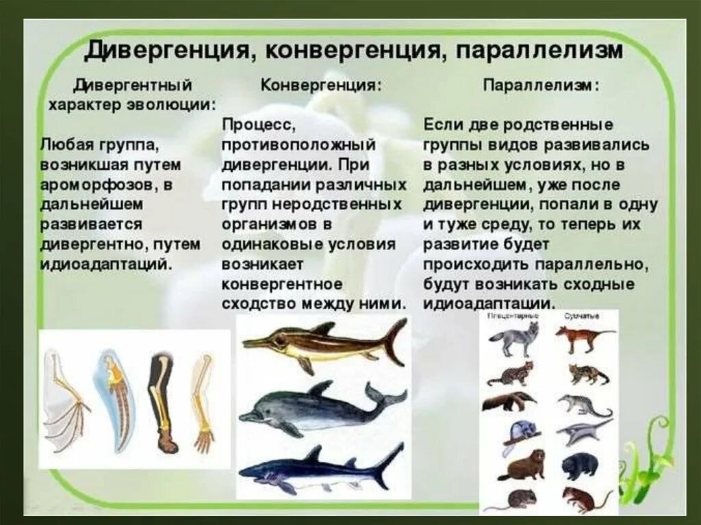 Соотнесите живые организмы с характером их. Дивергенция и конвергенция. Дивергенция конвергенция параллелизм. Эволюционные процессы конвергенция и дивергенция. Дивергенция 2) конвергенция.