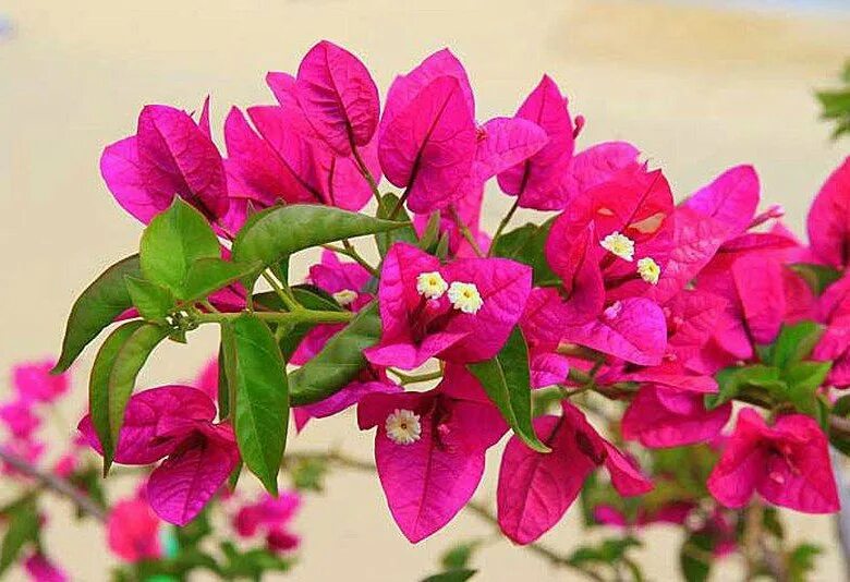 Бугенвилия (Bougainvillea) - описание сорта, фото, саженцы, посадка, особенности