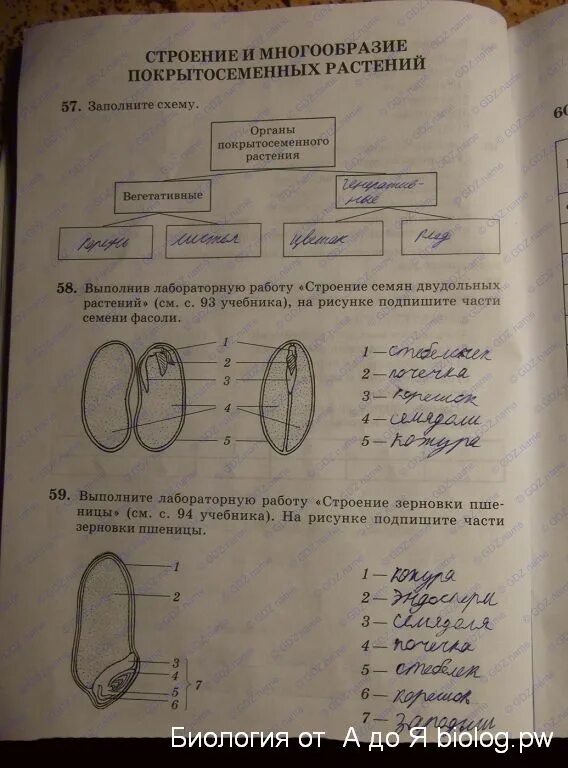 Проверочная по покрытосеменным. Строение семян 6 класс биология Пасечник. Биология 6 класс строение. Строение семян заполните схему. Биология класс строение и многообразие покрытосеменных растений.