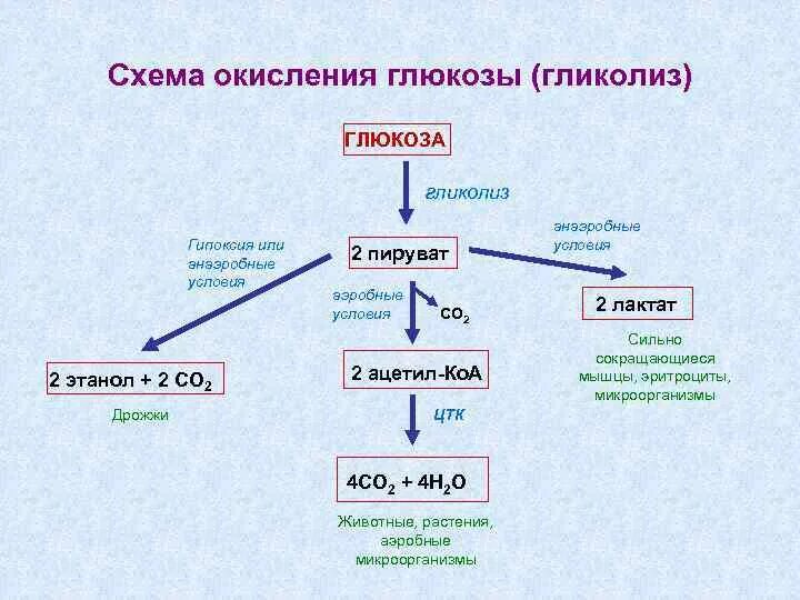 Общая схема процесса распада Глюкозы. Анаэробное окисление углеводов схема. Расщепление сахара схема. Аэробное расщепление углеводов общая схема. Аэробного расщепления