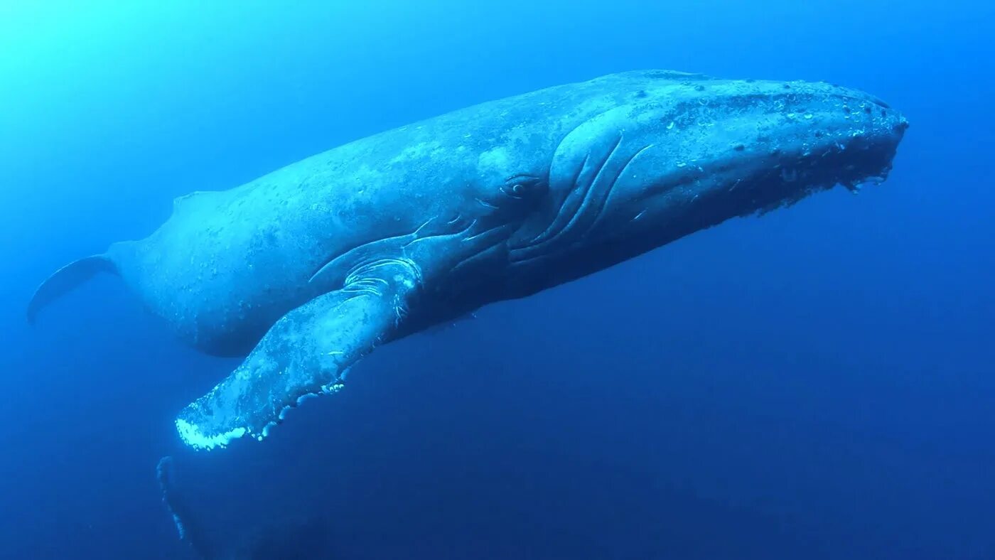 Голубой кит Balaenoptera musculus. Животные Антарктиды синий кит. Голубой кит в Антарктиде. Синий кит блювал.