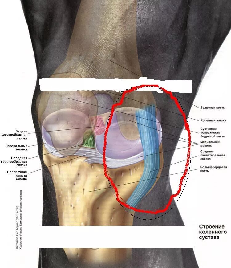 Медиальная связка коленного сустава строение. Коленный мениск анатомия.