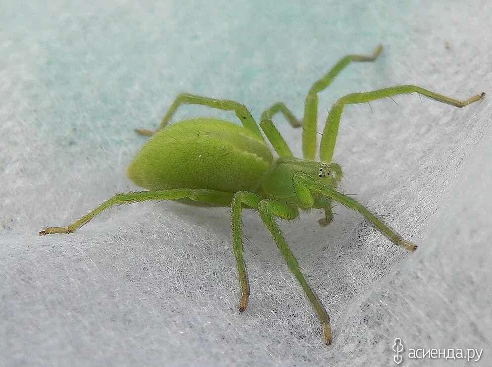 Зеленые пауки в россии фото и названия RedSpiders