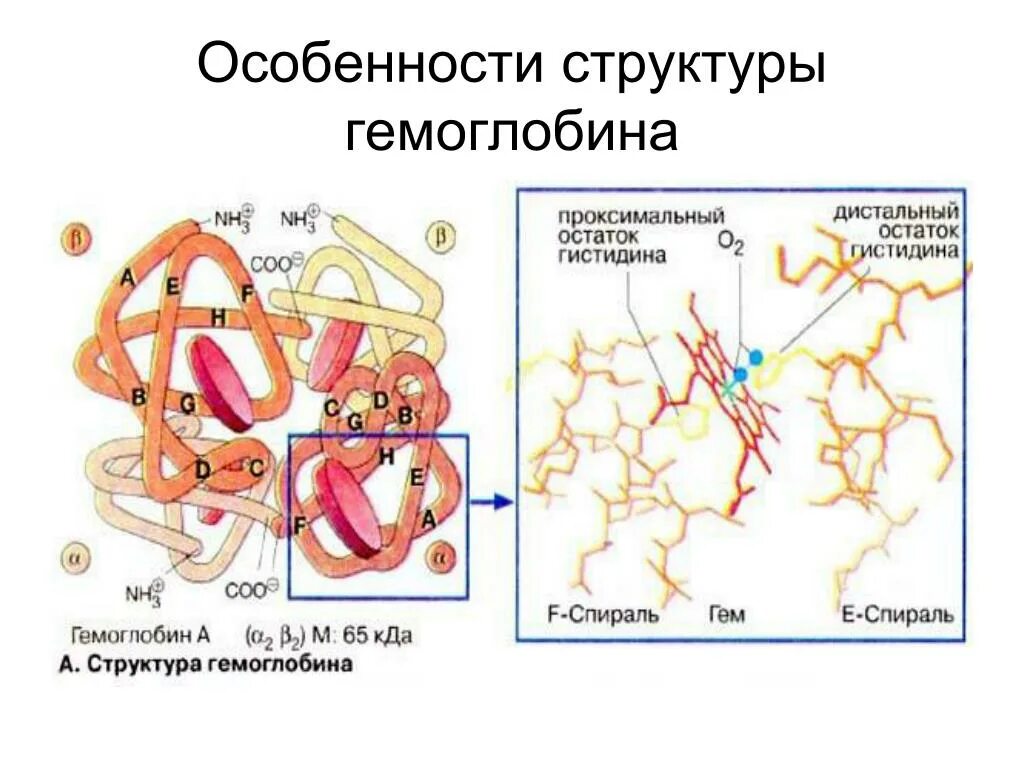 Молекула гемоглобина функции. Субъединичное строение гемоглобина. структура и функции гемоглобина биохимия. состав гемоглобина биохимия. структура гемоглобина биохимия.