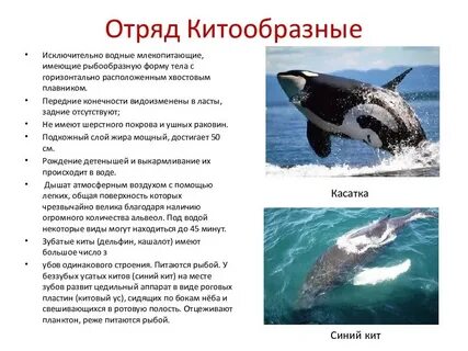 Среда жизни китов