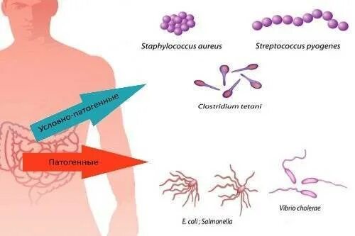 Микрофлора тонкой кишки. Микробиотики микст кутушова. Патогенная микрофлора кишечника. Лактобактерии бифидобактерии,энтерококки. Патогенная микрофлора кишечника.