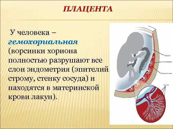 Стороны плаценты. Плашкнта. Строение плаценты и плодных оболочек. Структура плаценты. Стороны плаценты.
