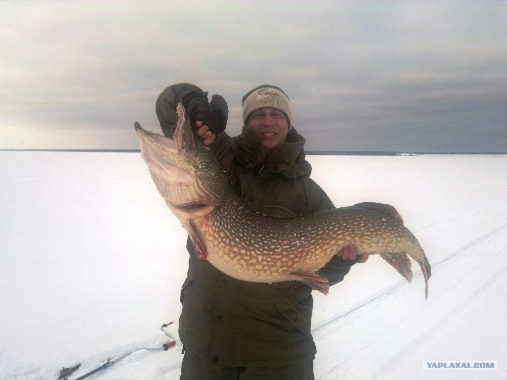 Щука 24 кг. Щука 12 кг. Самая большая щука в Рыбинском водохранилище. Щука 12 кг фото.