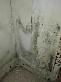 Убрать плесень в шкафу