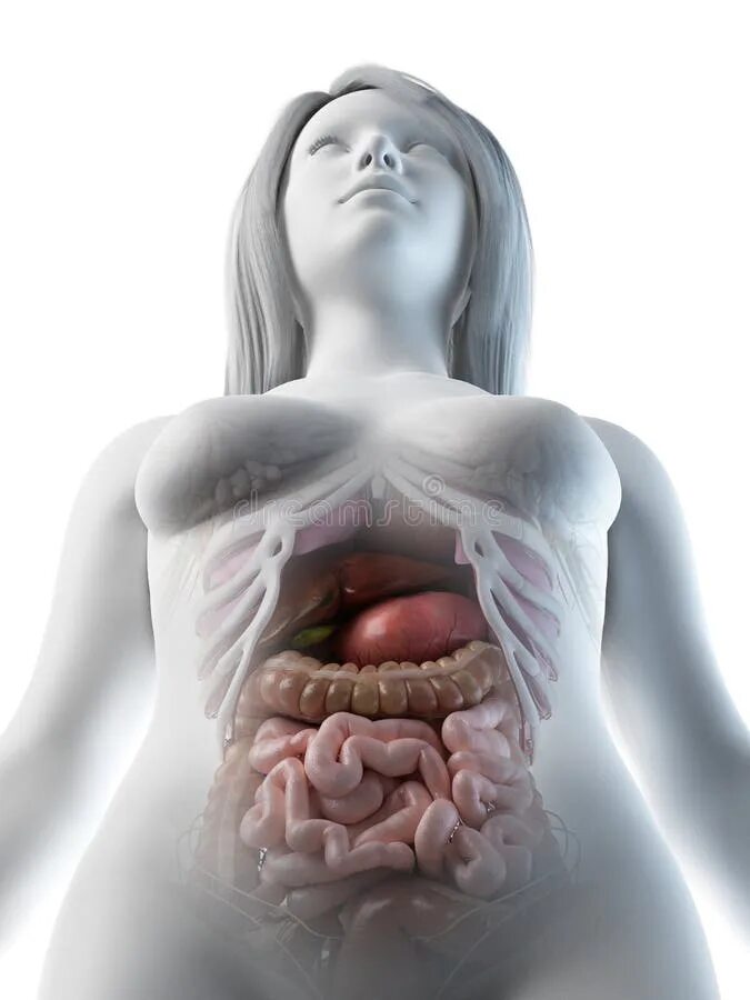 Abdomen Pelvis Organ Woman Thorax, woman, people, human, swimwear png PNGWing