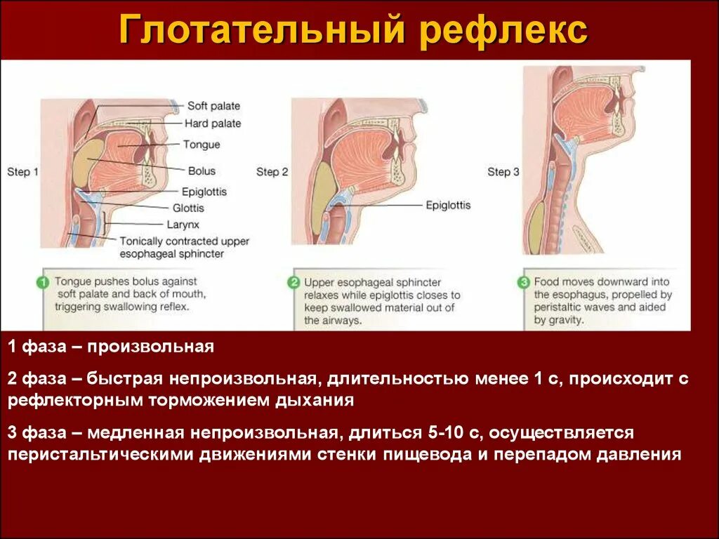Сделайте подряд несколько глотательных движений. Сделайте подряд несколько глотательных движений