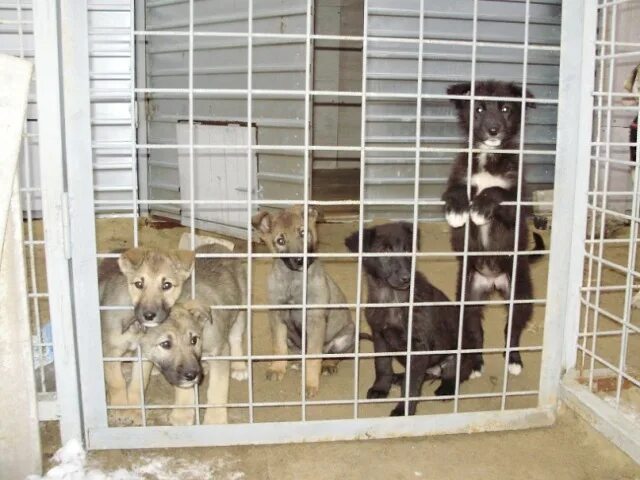 Волгоградский приют для животных. Приют для животных волгоград. Приют для животных дино краснослободск волгоградская область. Приют для собак дино в волгограде. Приют для животных в москве.