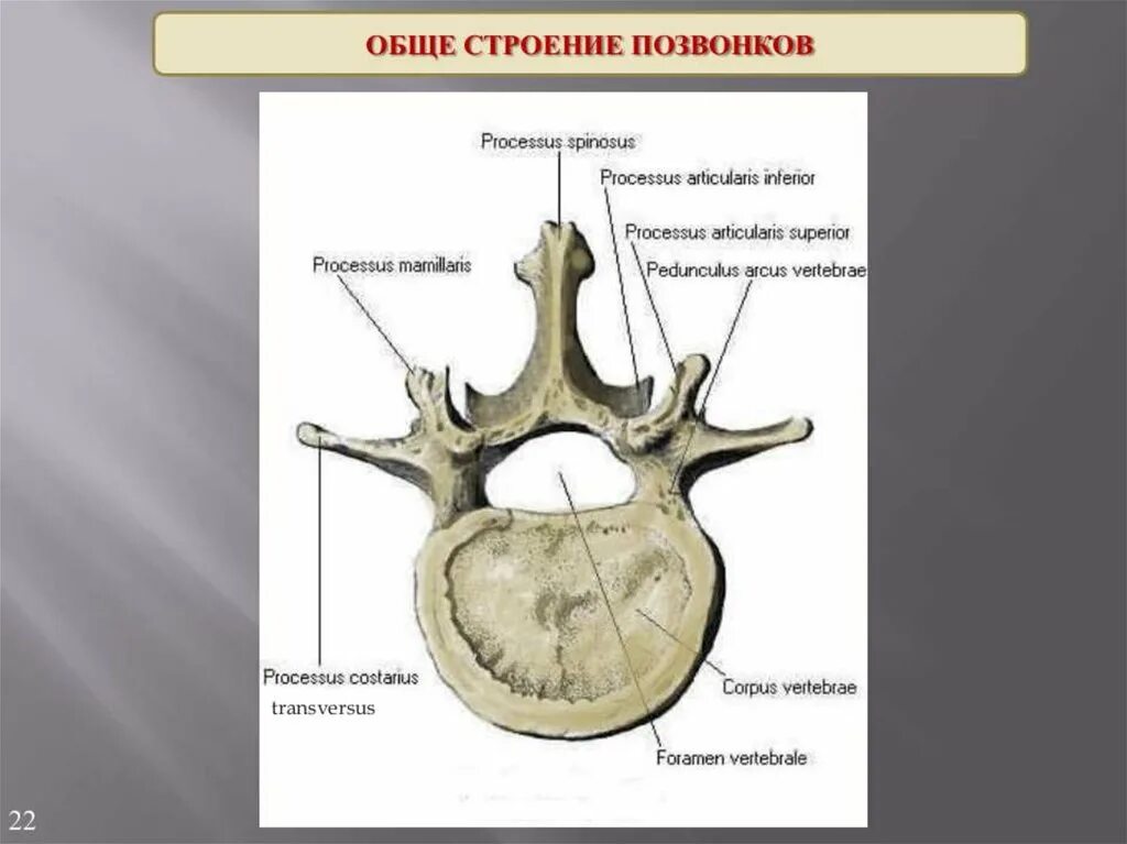 Строение позвонка рисунок. Поясничный позвонок анатомия вид сбоку. Строение позвонка (основные данные о грудном позвонке).. Поясничный позвонок строение сбоку. Строение позвонков человека анатомия.