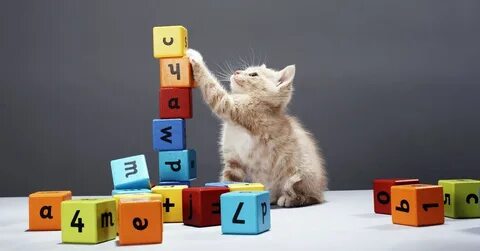 Котенок считается