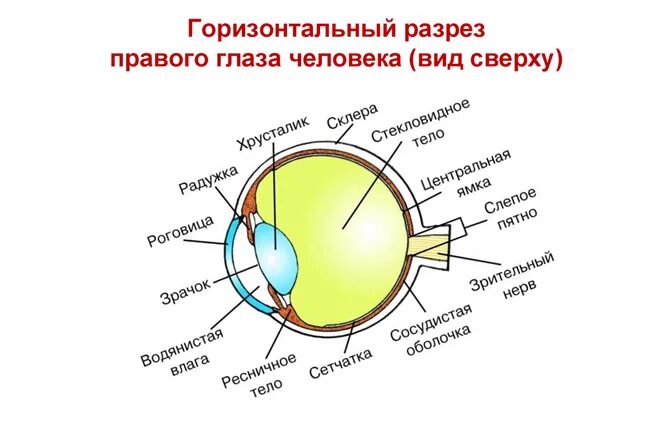 Какую форму имеет хрусталик. Строение хрусталика глаза. Хрусталик глаза анатомия. Строение хрусталика глаза анатомия. Строение хрусталика гистология.