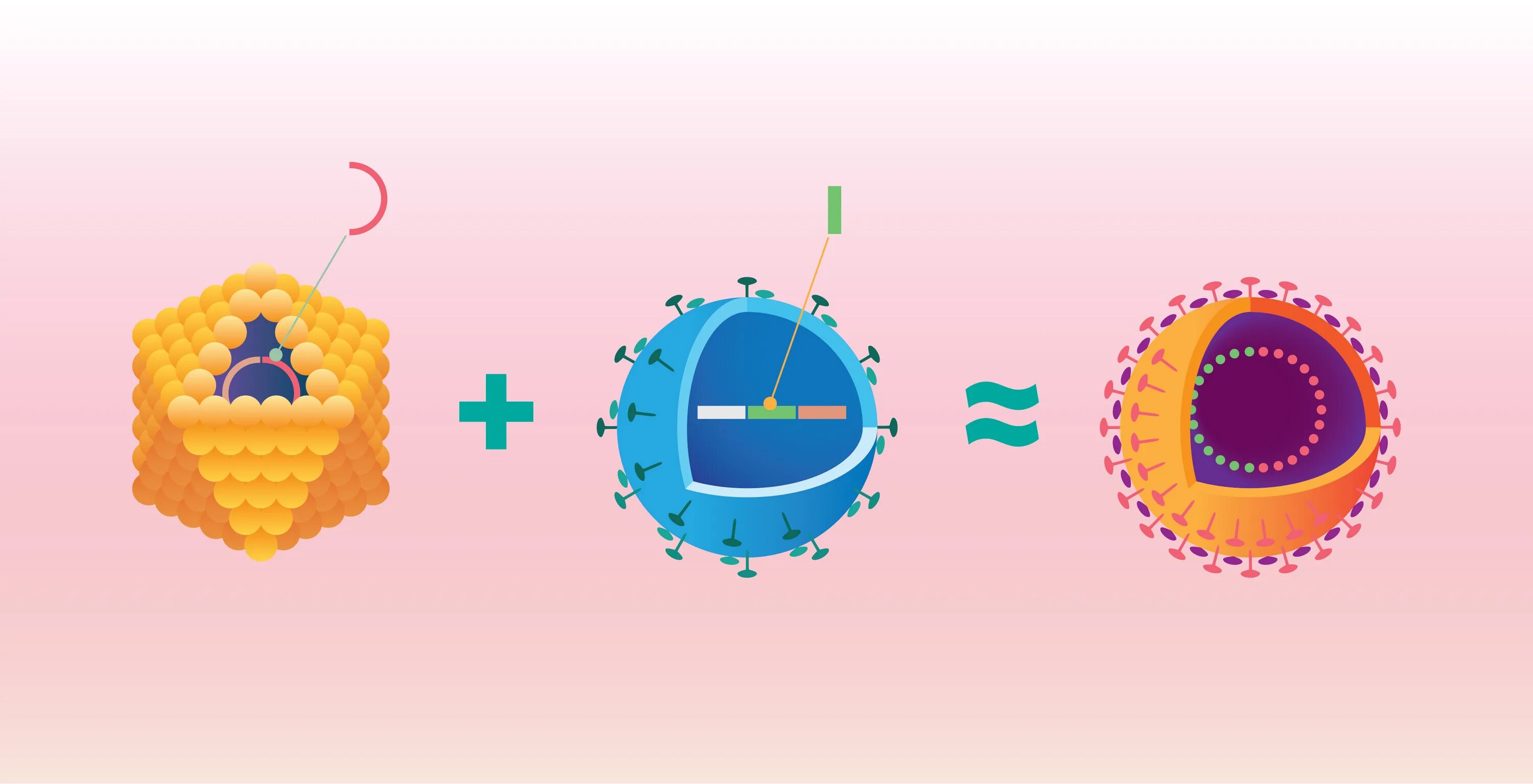 Репликация вируса арт. Virus DNA. Вирус желтой сетчатости. Viral Cultures.