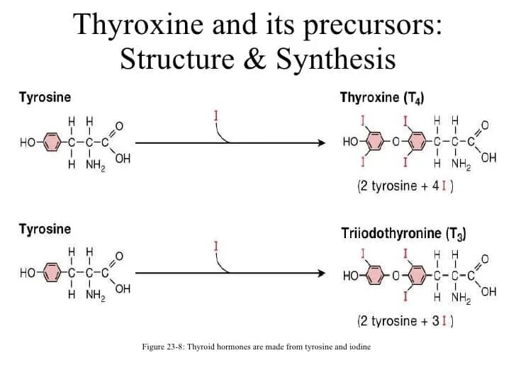 Тироксин ферменты. Синтез т3 и т4 из тирозина. Синтез трийодтиронина (т3 ). Синтез тирозина в щитовидной железе. Схема синтеза тироксина и трийодтиронина.