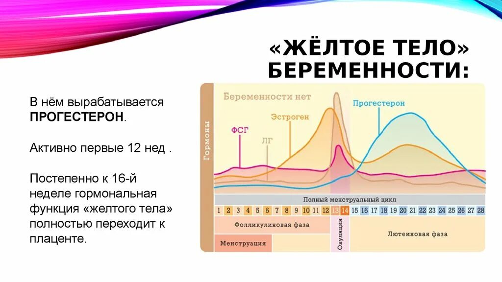 Жёлтое тело Размеры норма по дням цикла. Желтьйтелобеременности. Размеры жёлтого тела по дням. Размеры желтого тела по дням цикла.