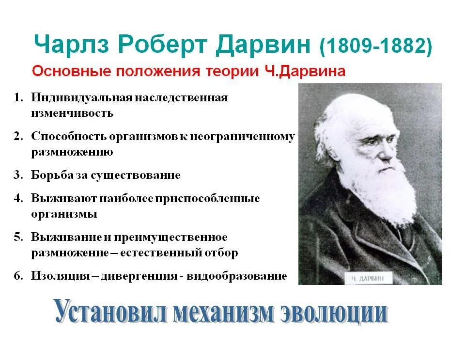 Ученые современной теории эволюции. Теория эволюции ч. Дарвина (1809-1882).. Важные положения эволюционной теории ч.Дарвина. Основные положения эволюционного учения Чарльза Дарвина.