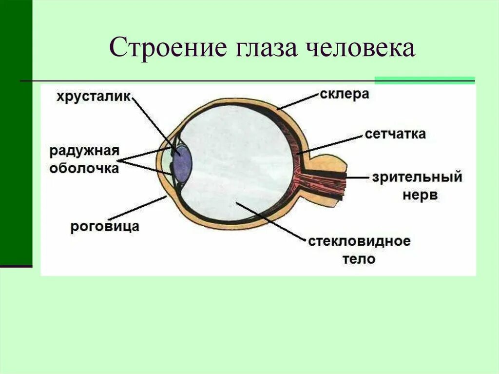 Строение глаза задание. Строение глаза основные части. Внутреннее строение глаза. Строение глаза человека рисунок. Строение глаза склера.