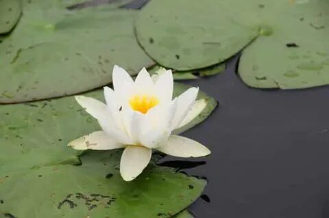 Орыстардың арақ ішіп, жыныстық қатынасқа түскен видеосы