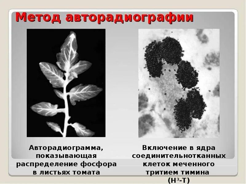 Метод меченых атомов используют для определения. Метод меченых атомов (авторадиография). авторадиография (радиоавтография). метод меченых атомов в цитологии. авторадиография метод цитологии.