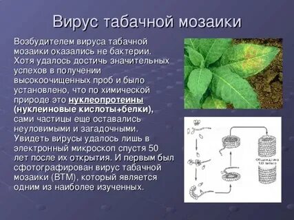 Растения возбудители