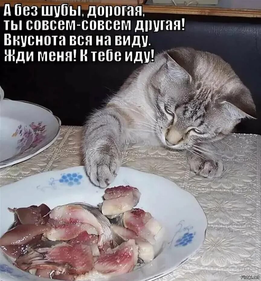 Голодному не хочется. Кот с селедкой. Коты и селедка. Котик с селёдкой. Голодный котик.