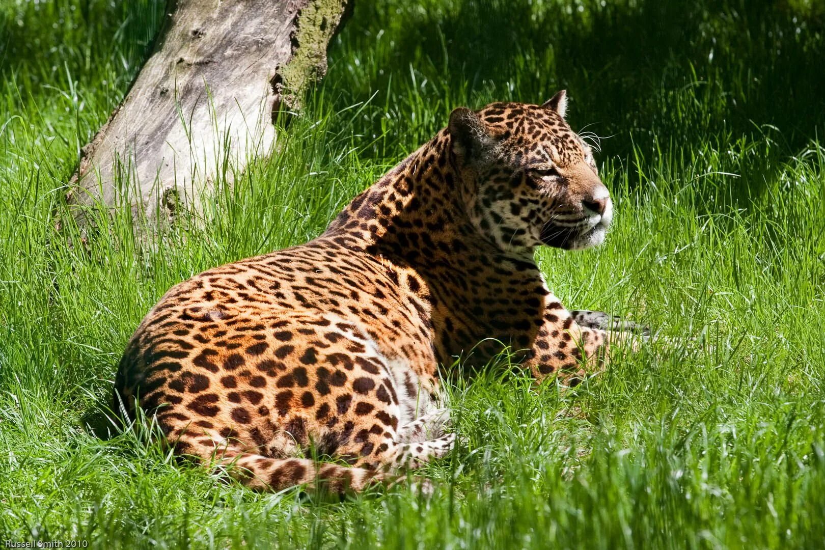 Ягуар Panthera onca. Техасский Ягуар. Ягуар Аргентина. Ягуар в Северной Америке.