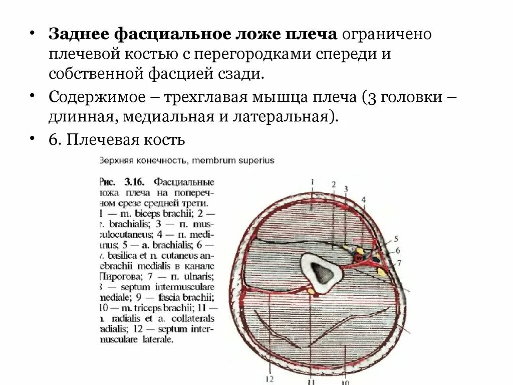 Мышечно фасциальные ложа предплечья. Переднее ложе плеча. Канал Пирогова на плече.