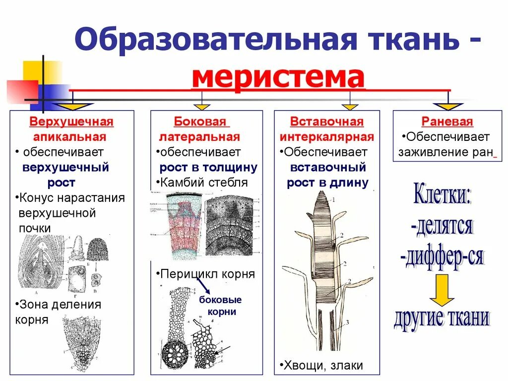 К меристемам относятся