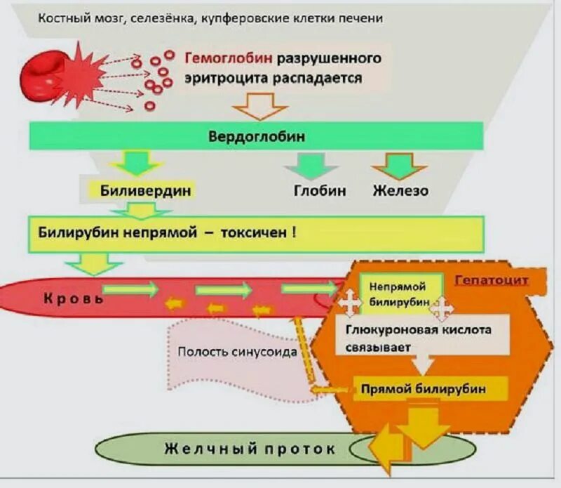 Печень образование эритроцитов. Гемоглобин в непрямой билирубин схема. Функции непрямого билирубина. Из чего образуется непрямой билирубин. Метаболизм билирубина прямой и непрямой билирубин.