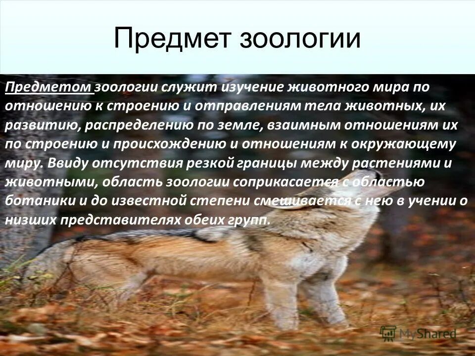 структура науки биологии схема. зоология. зоология 1 курс. система наук о животных зоология. э.