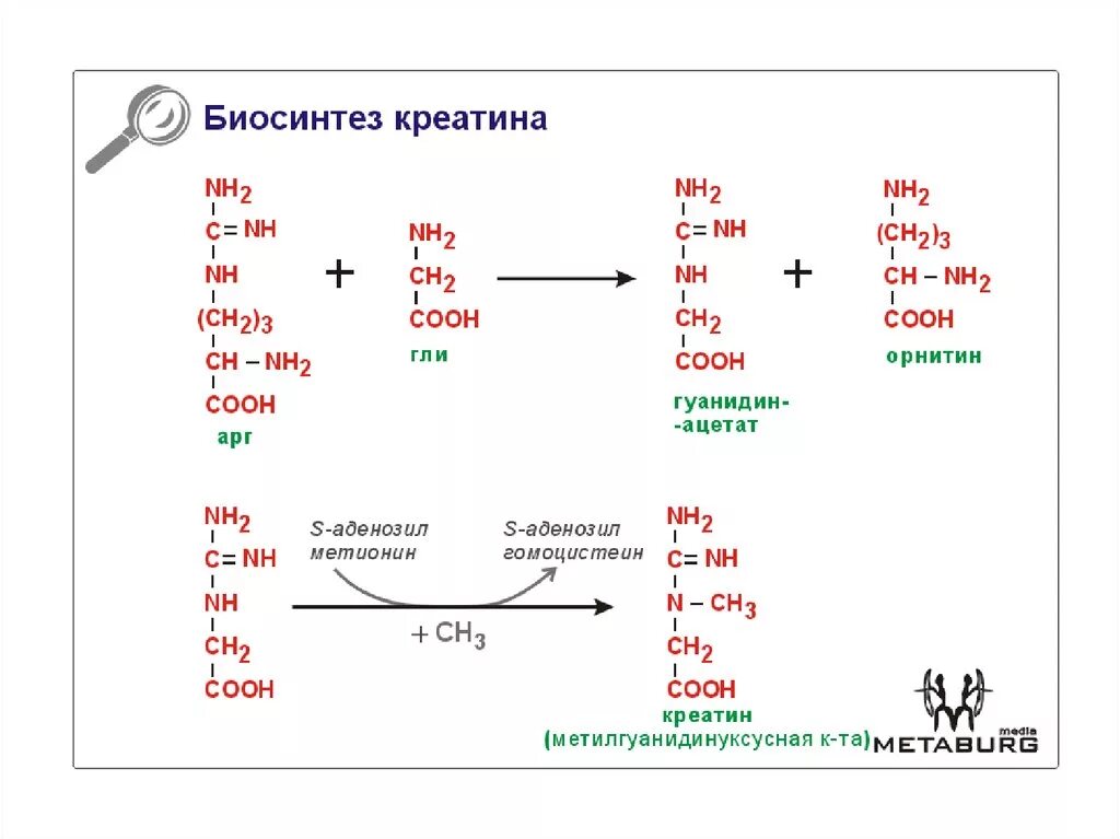 Схема синтеза креатина. Схема синтеза креатина и креатинина. Синтез креатина и креатинфосфата биохимия. Синтез креатинина биохимия. Креатинин действие