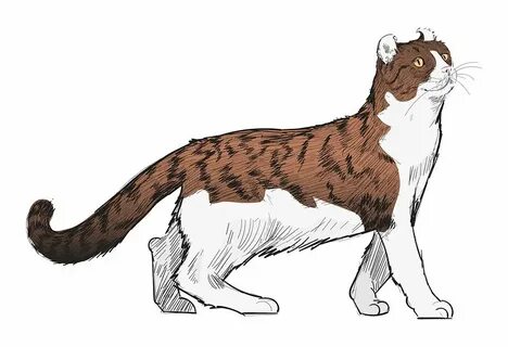 Search cat