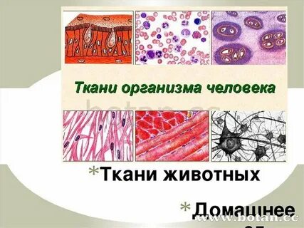 Назовите ткань организма человека