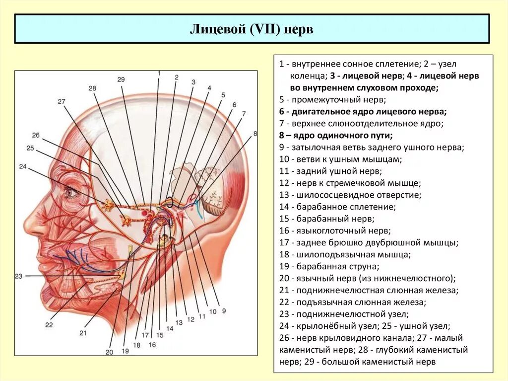 Карта лицевых нервов. Височная ветвь лицевого нерва. Шейная ветвь лицевого нерва. Ветви лицевого нерва схема. Лицевой нерв анатомия ядра.