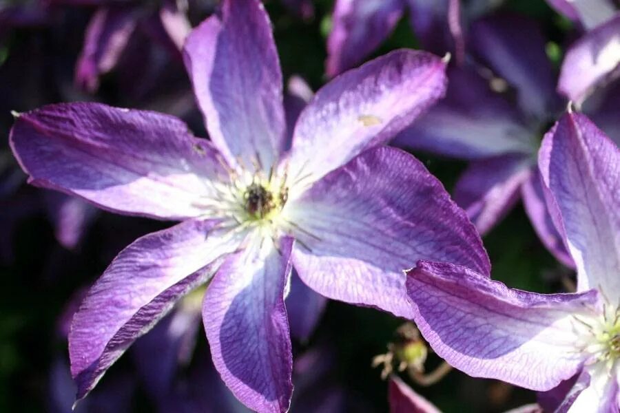 Клематис Веноза Виолацеа. Клематис Веноза Виолацеа Clematis venosa violacea. Клематис viticella. Клематис Стар оф Индия. Клематис веноза виолацеа описание