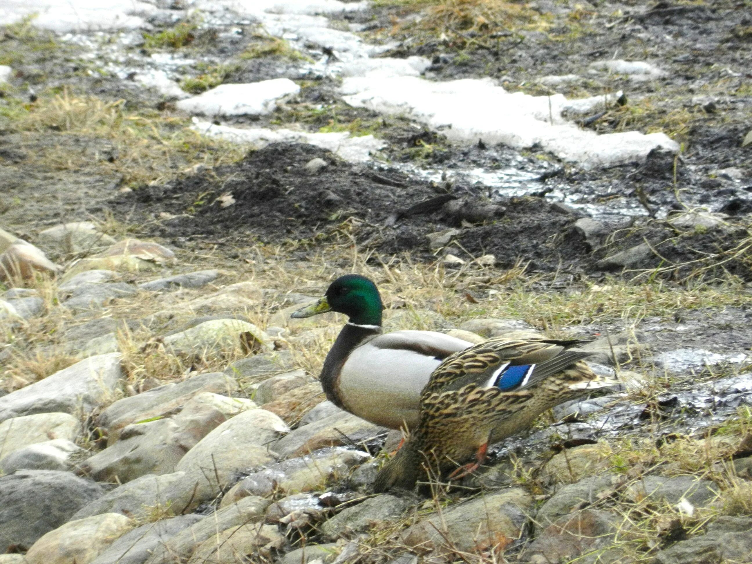 5 duck. 5 Уток. Утки 5 Вагнер. Anti Duck 5k.