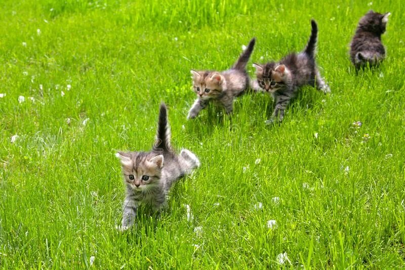 Два кота бегут. Котенок бежит. Котенок гуляет. Котята бегают. Маленький котенок бегает.
