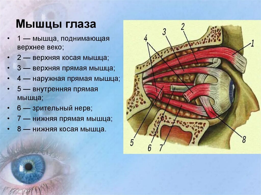 Глазные яблоки расположены в парных углублениях черепа. Мышца поднимающая верхнее веко анатомия. Мышца поднимающая верхнее веко иннервация. Мышца поднимающая верхнее веко функция. Иннервация мышцы верхнего века.